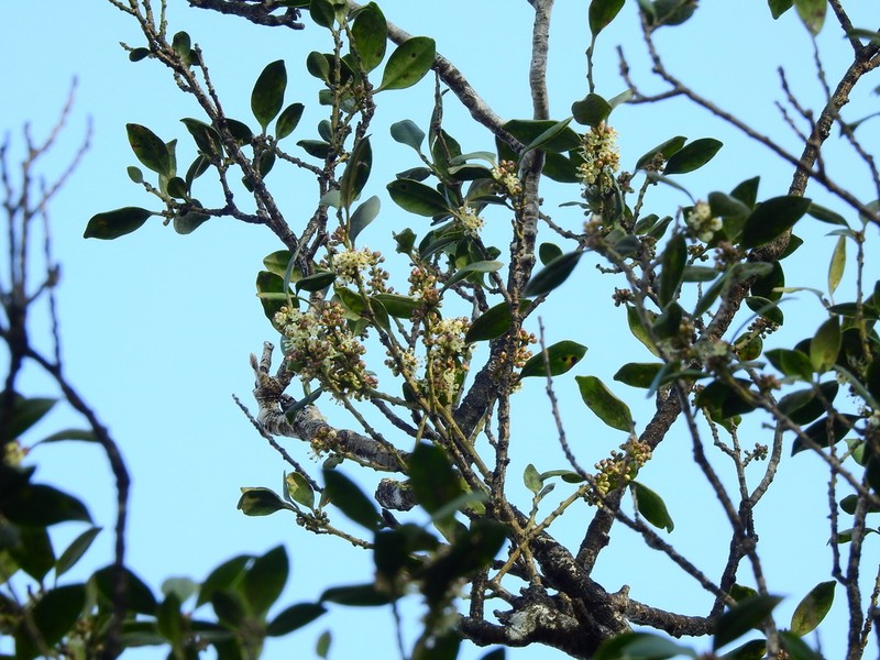 Ilex suzukii
