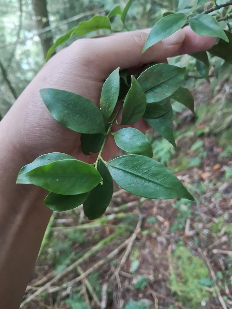 Ilex suzukii photo 2