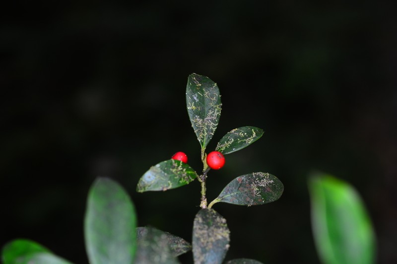 Ilex suzukii photo 3