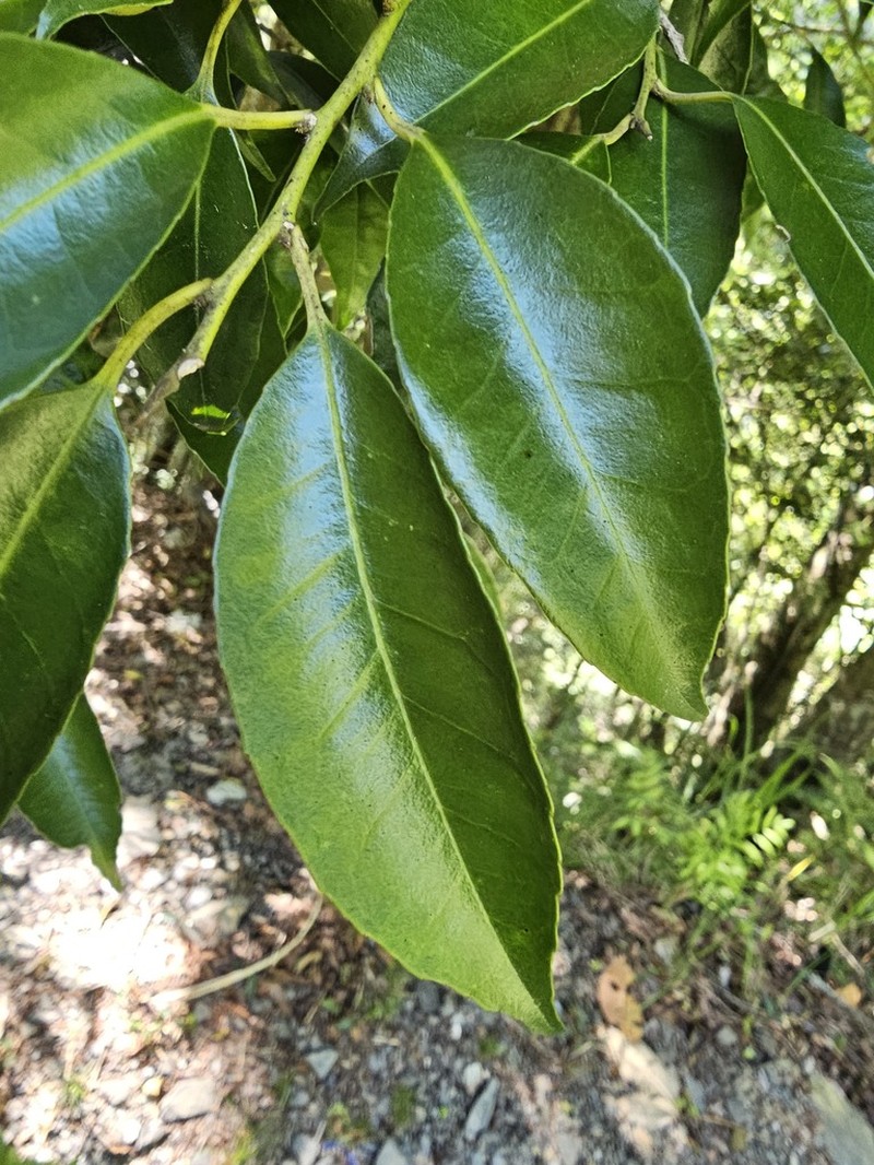 Ilex suzukii photo 4