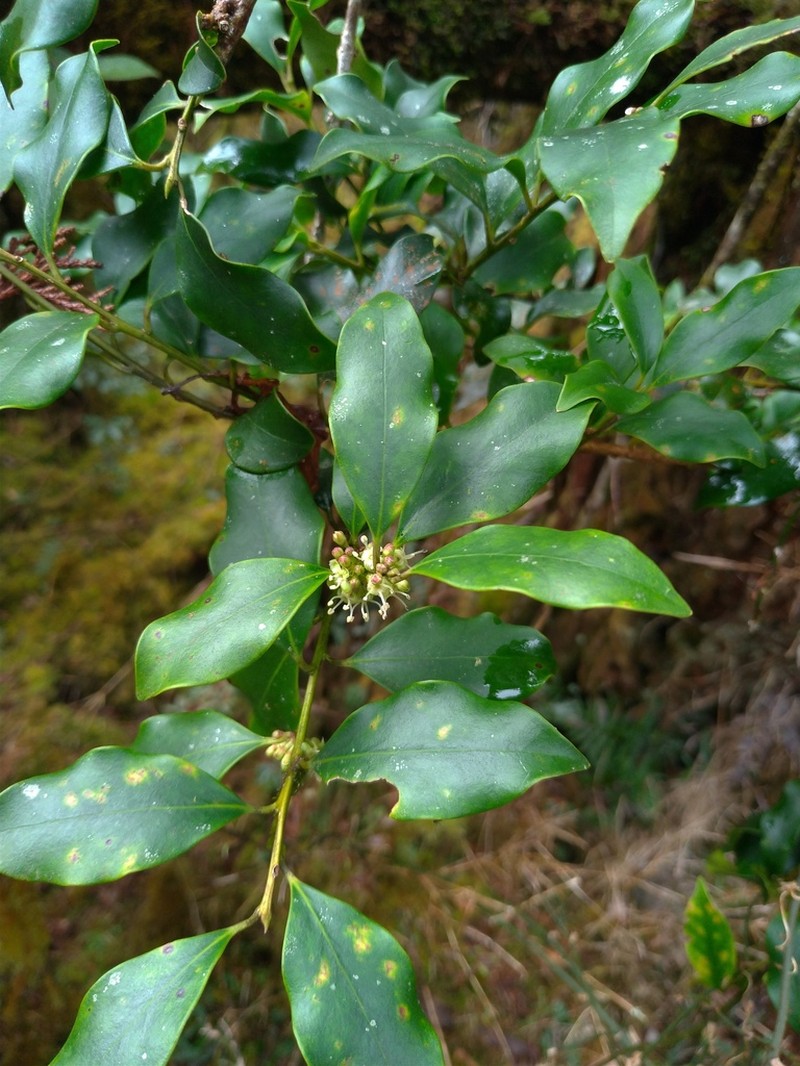 Ilex suzukii photo 5