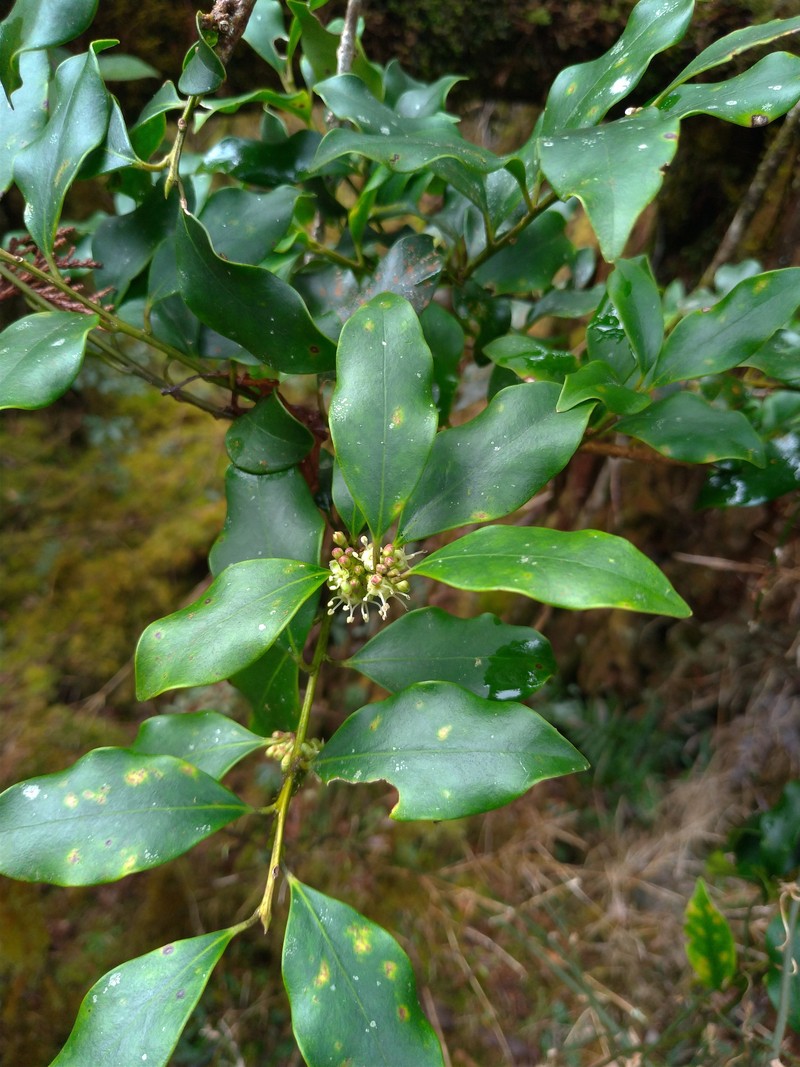 Ilex suzukii photo 6