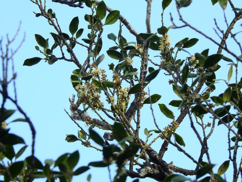 Ilex suzukii photo 7