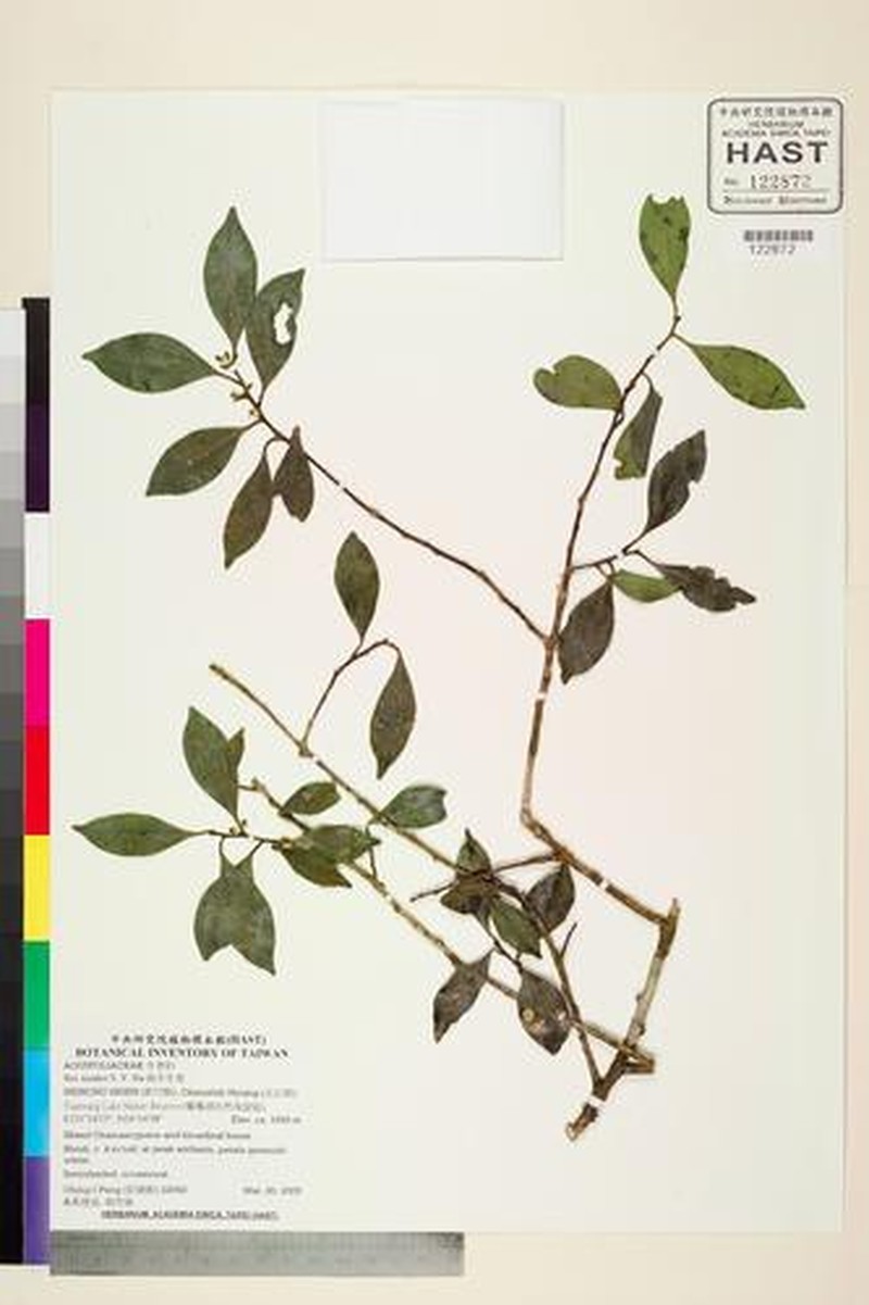 Ilex suzukii photo 8