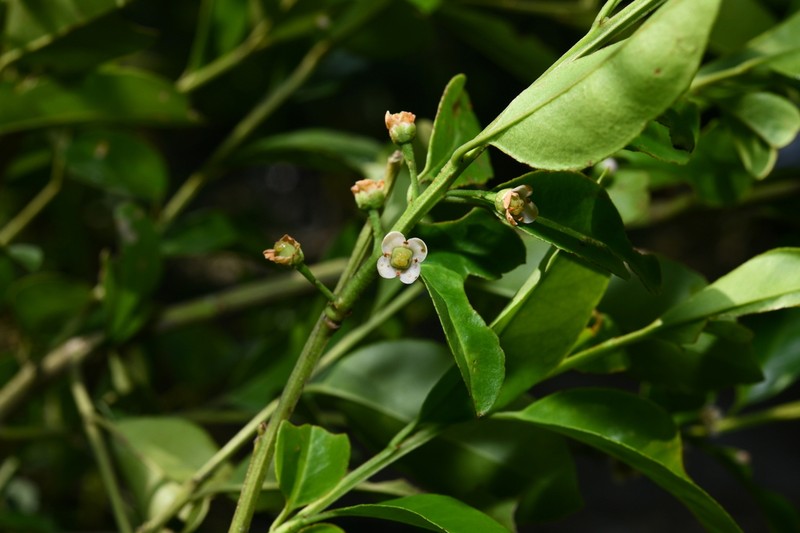 Ilex szechwanensis