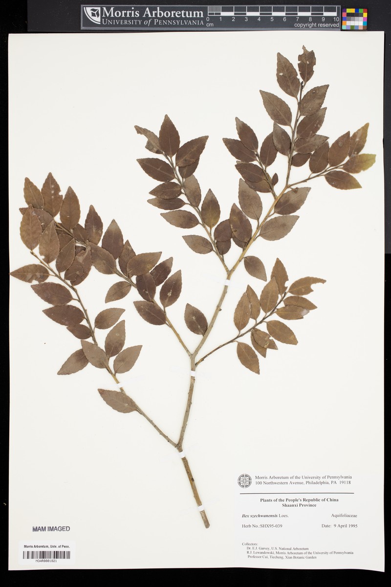 Ilex szechwanensis photo 2