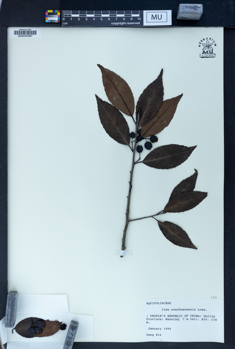 Ilex szechwanensis photo 3