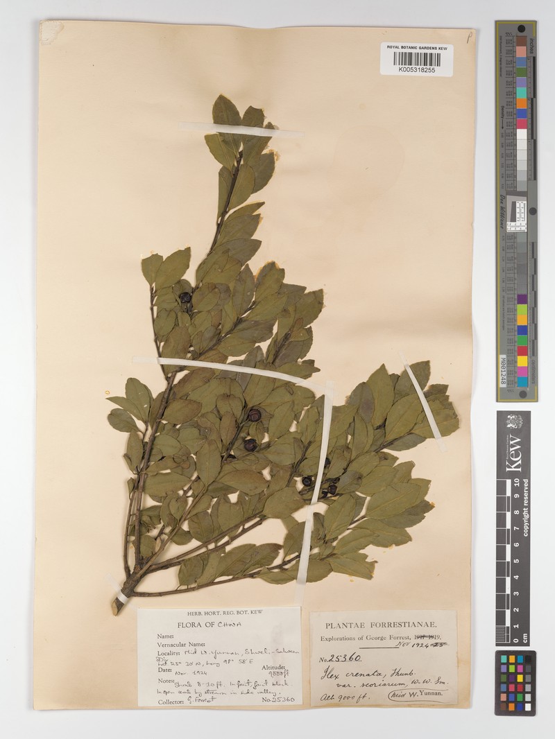 Ilex szechwanensis photo 4