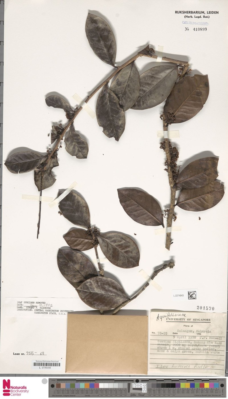 Ilex tahanensis