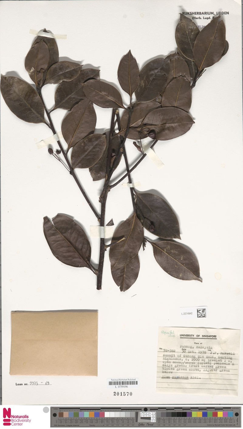 Ilex tahanensis photo 2