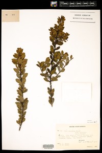 Ilex tamii