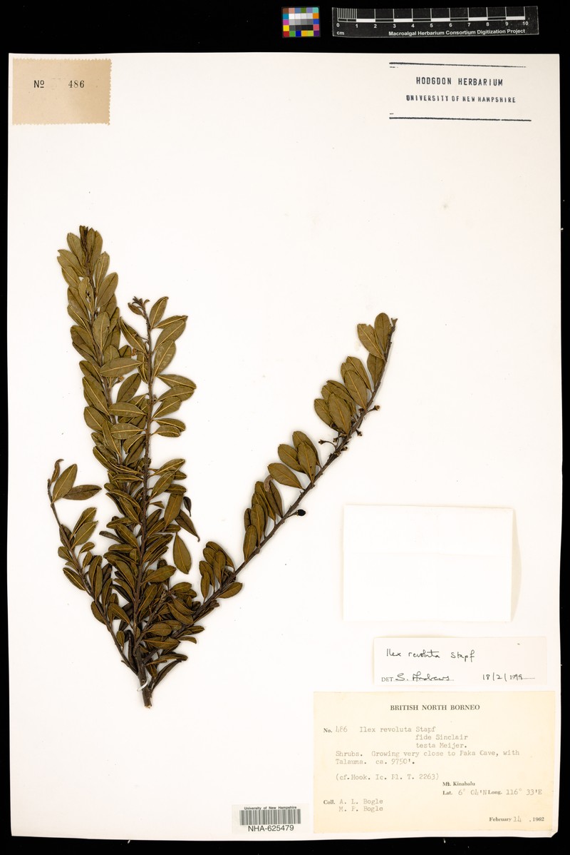 Ilex tamii photo 2