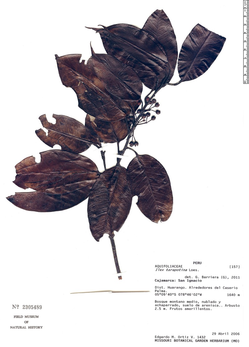 Ilex tarapotina
