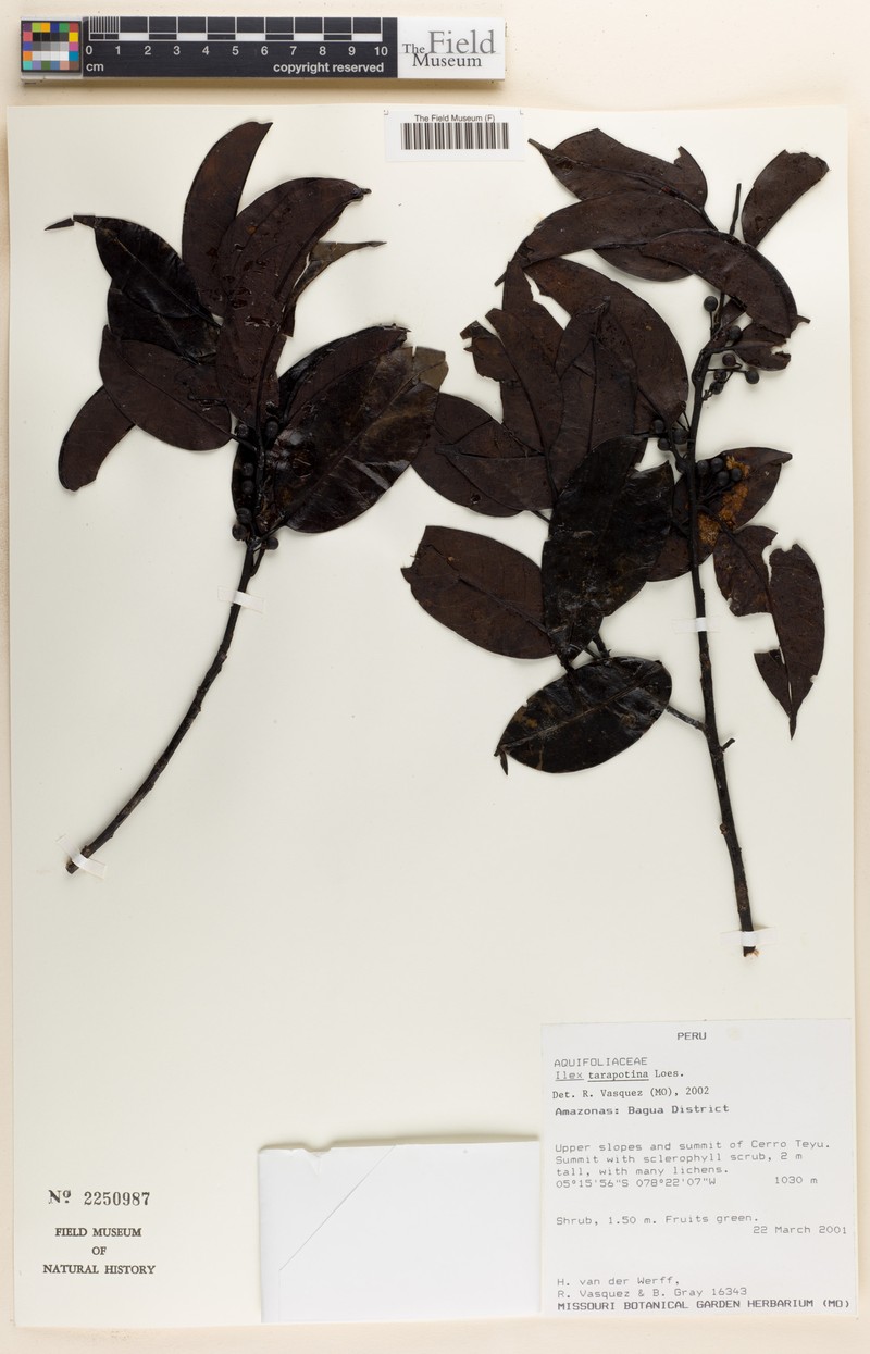 Ilex tarapotina photo 2