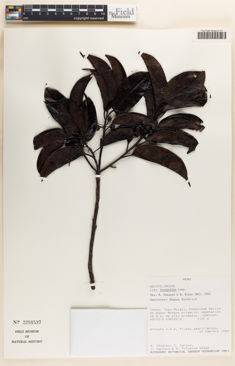 Ilex tarapotina photo 3