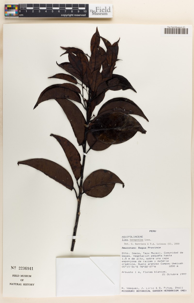Ilex tarapotina photo 4
