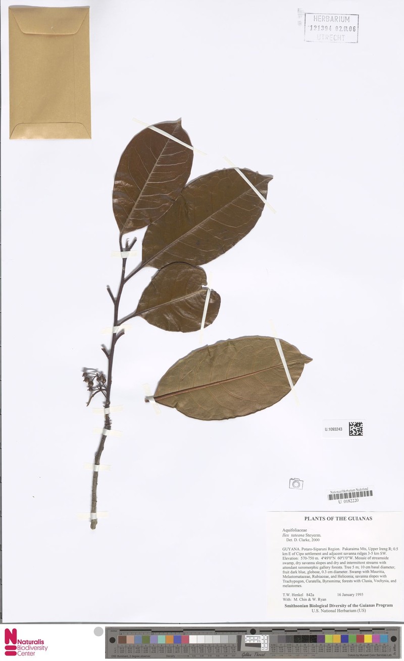 Ilex tateana