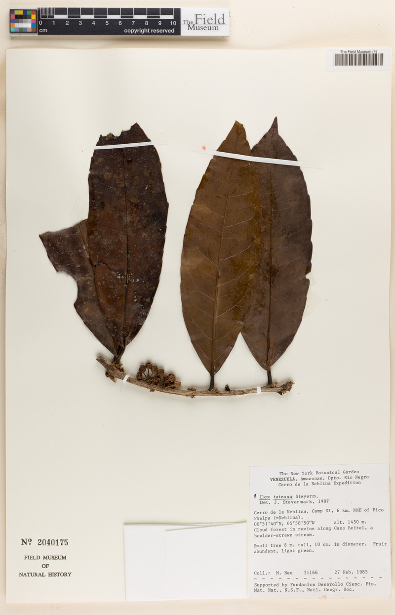 Ilex tateana photo 2