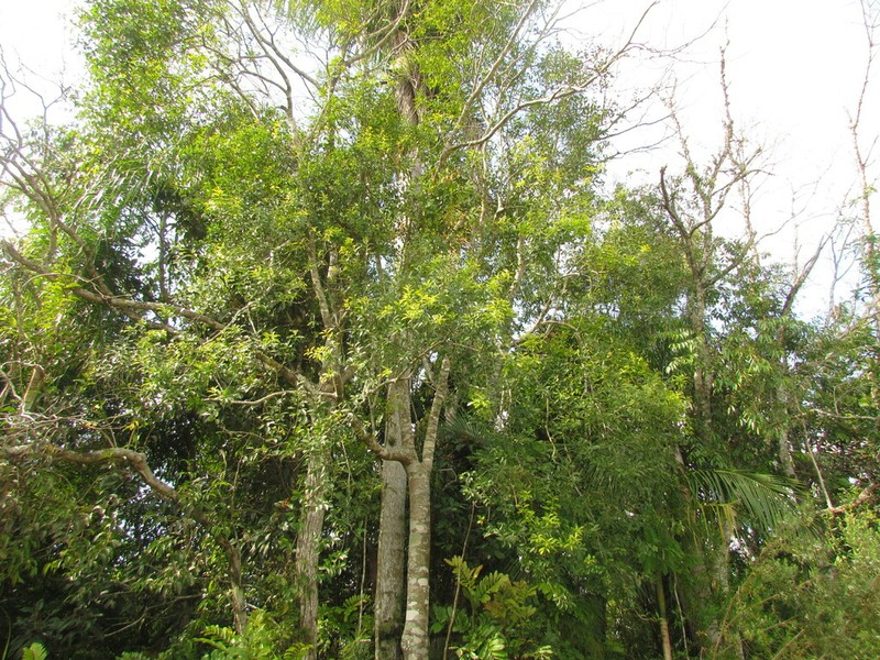 Ilex taubertiana