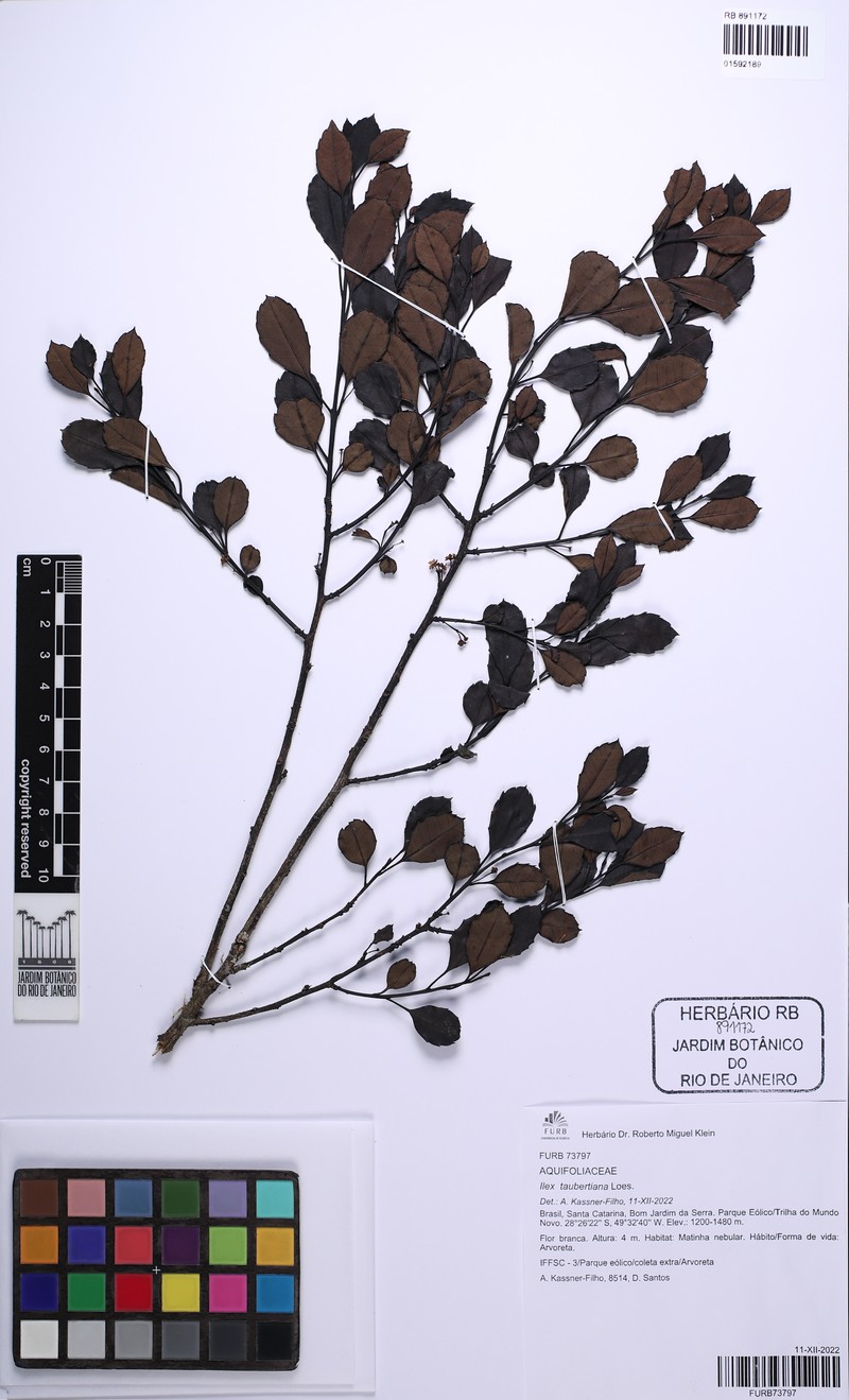 Ilex taubertiana photo 2