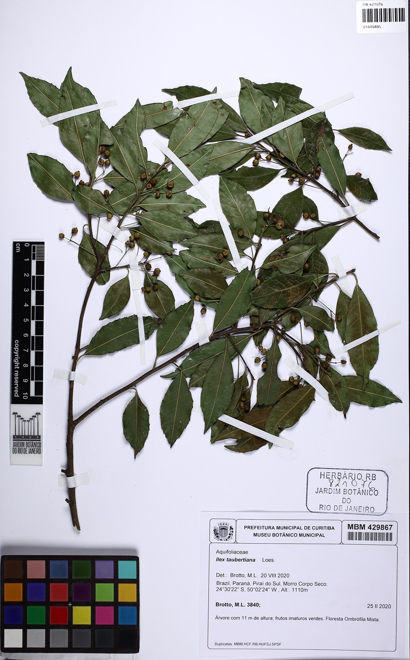 Ilex taubertiana photo 3
