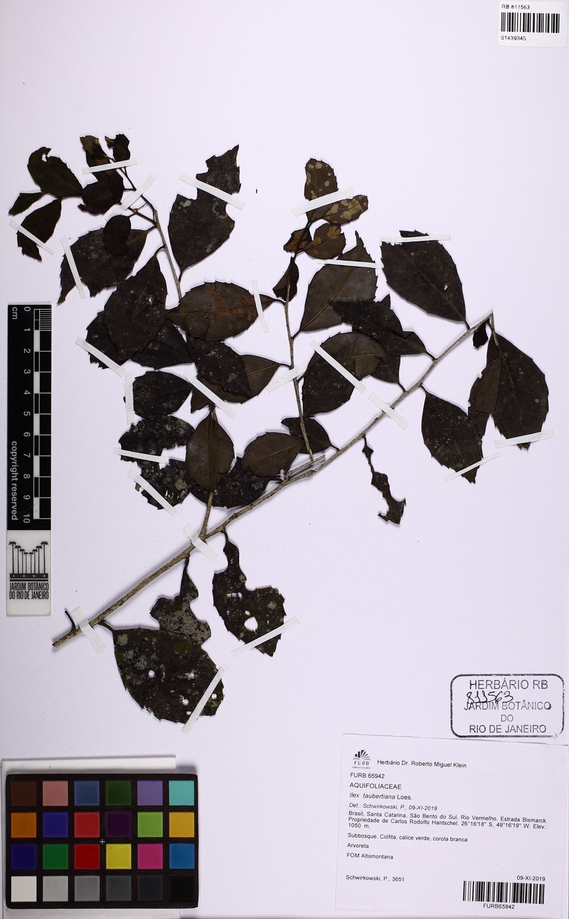 Ilex taubertiana photo 4