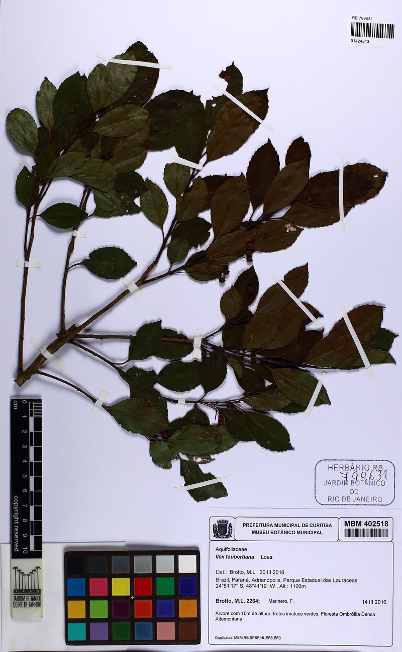 Ilex taubertiana photo 5