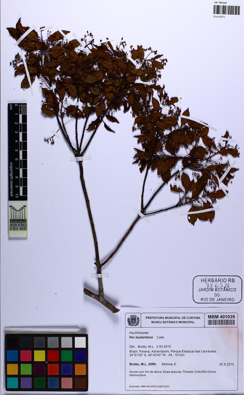 Ilex taubertiana photo 6