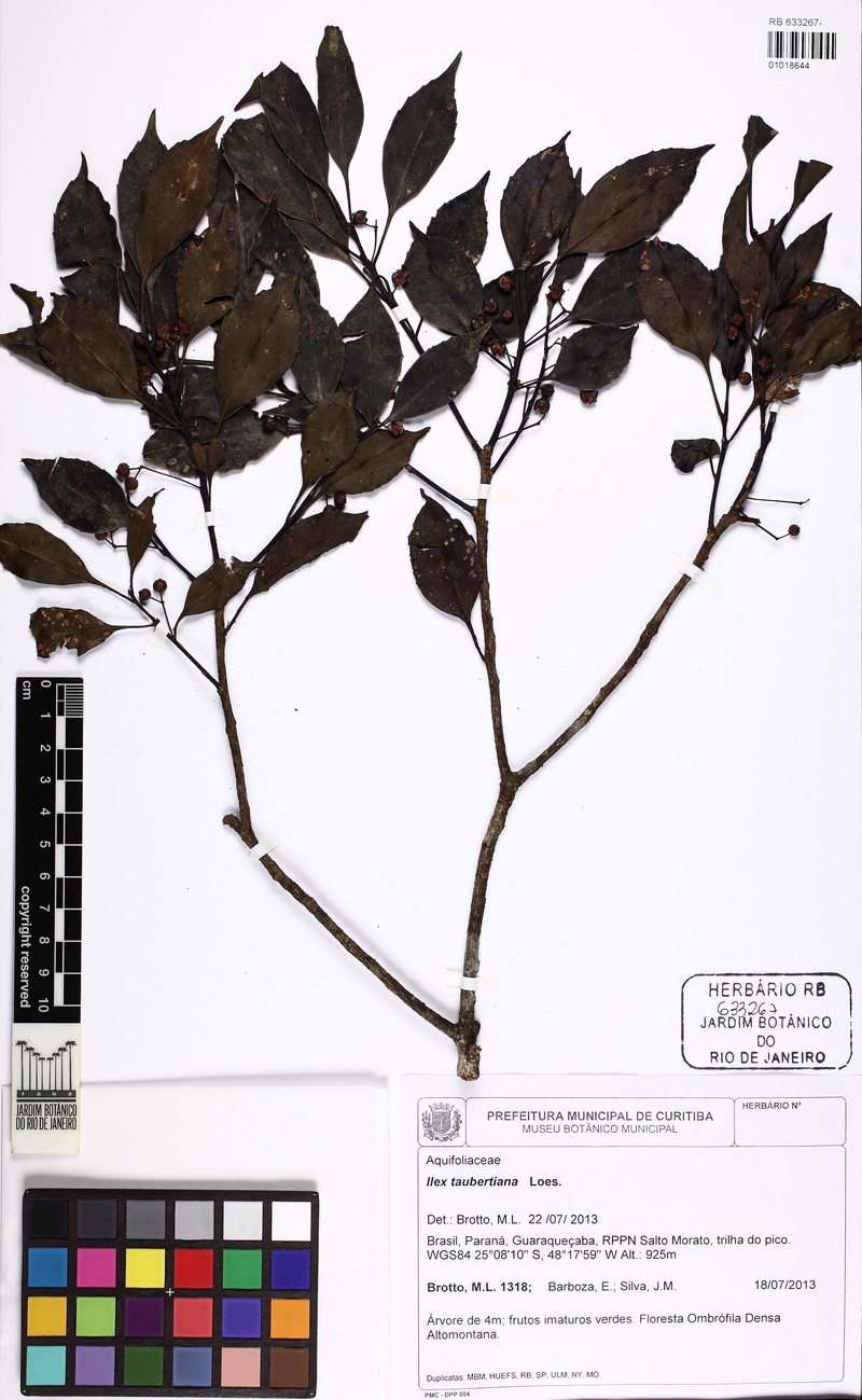 Ilex taubertiana photo 7