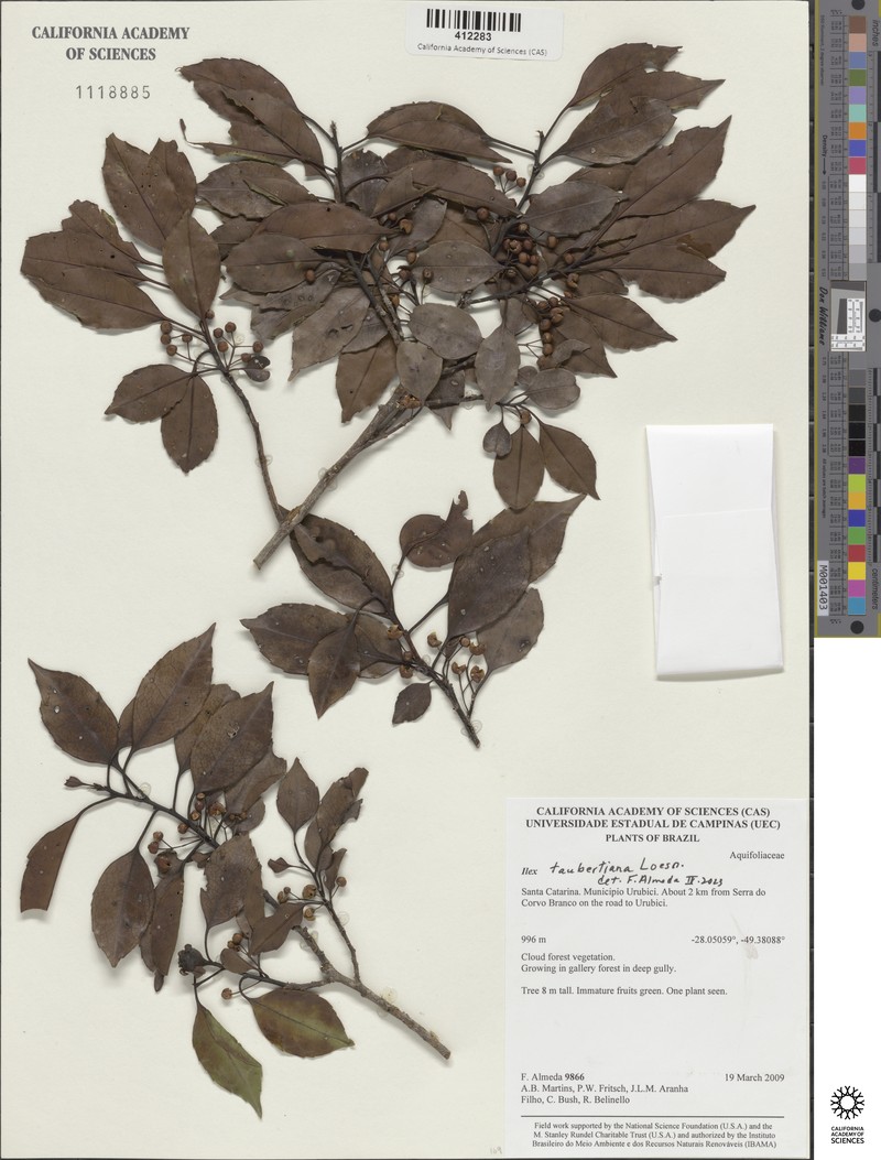 Ilex taubertiana photo 8