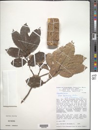 Ilex tectonica