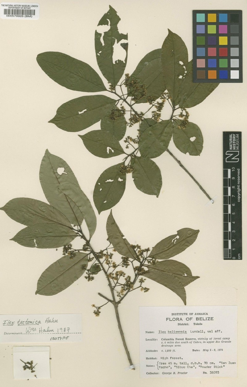 Ilex tectonica photo 2