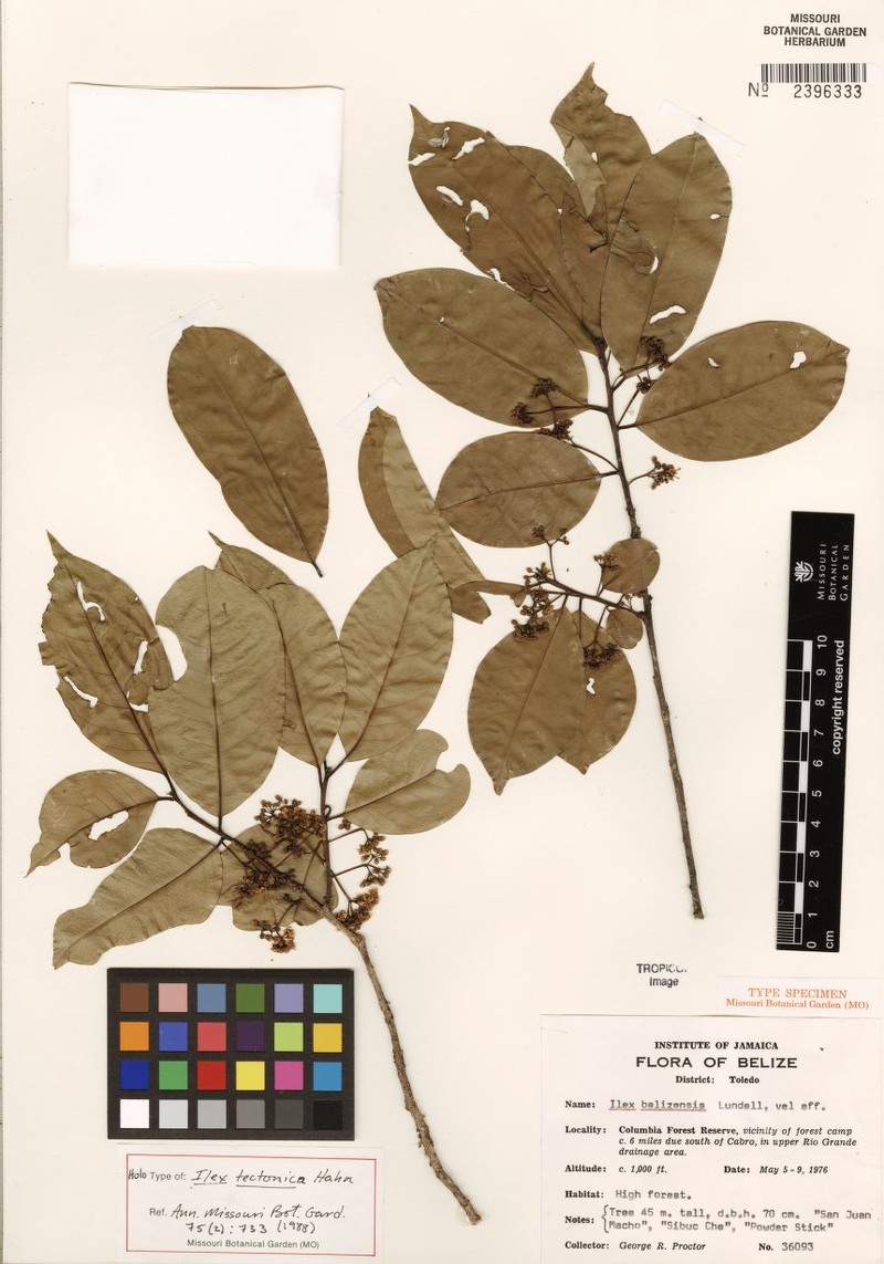 Ilex tectonica photo 3