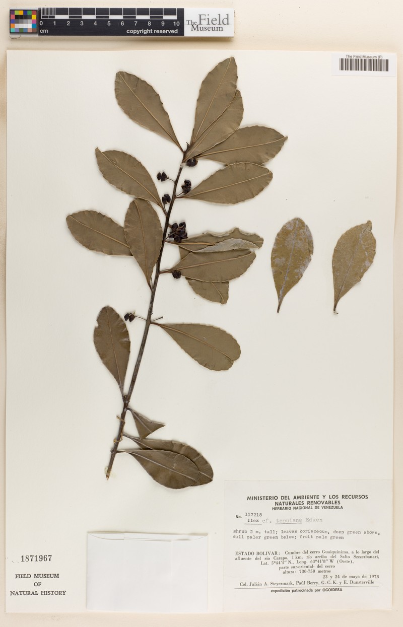 Ilex tepuiana