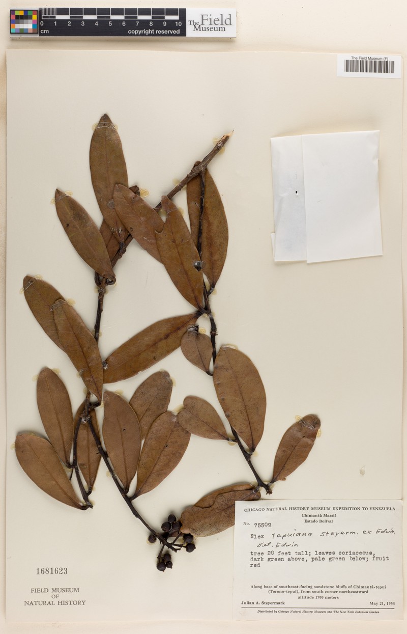 Ilex tepuiana photo 2