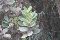 Ilex teratopis