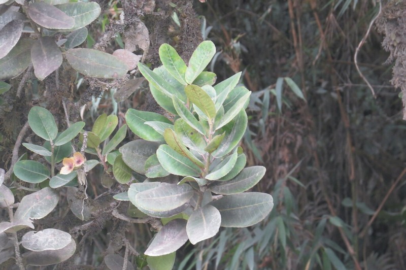 Ilex teratopis