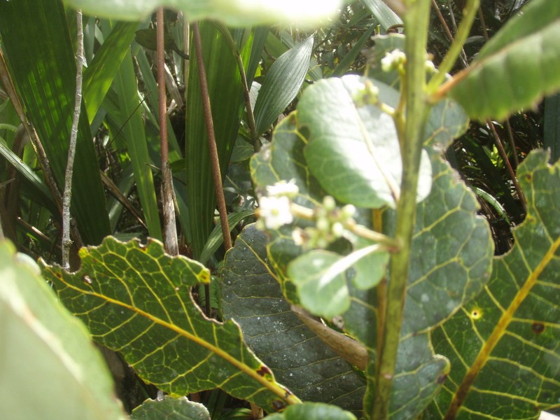 Ilex teratopis photo 2