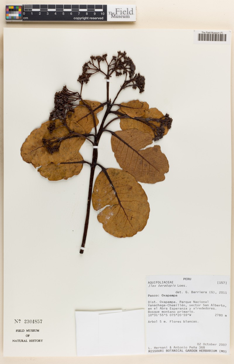 Ilex teratopis photo 3