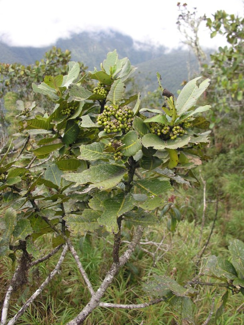 Ilex teratopis photo 4
