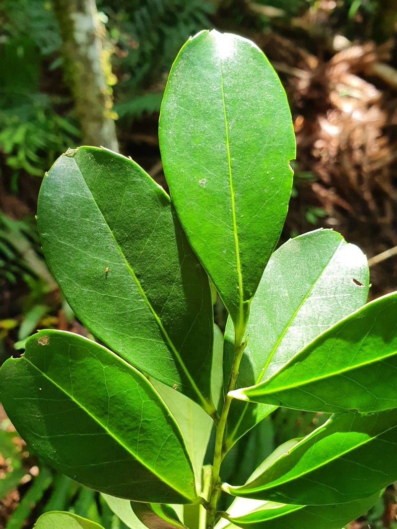 Ilex theezans photo 2