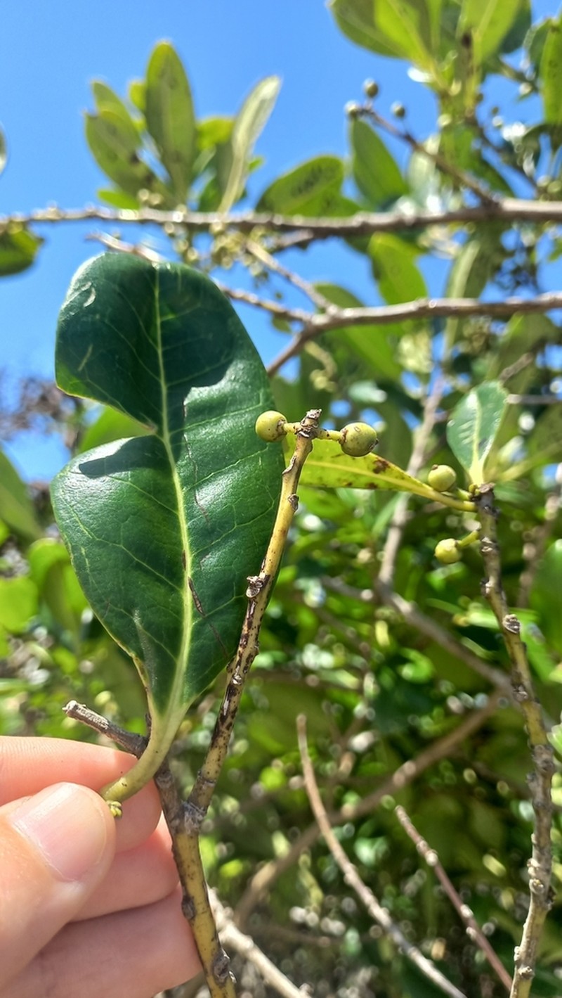 Ilex theezans photo 3