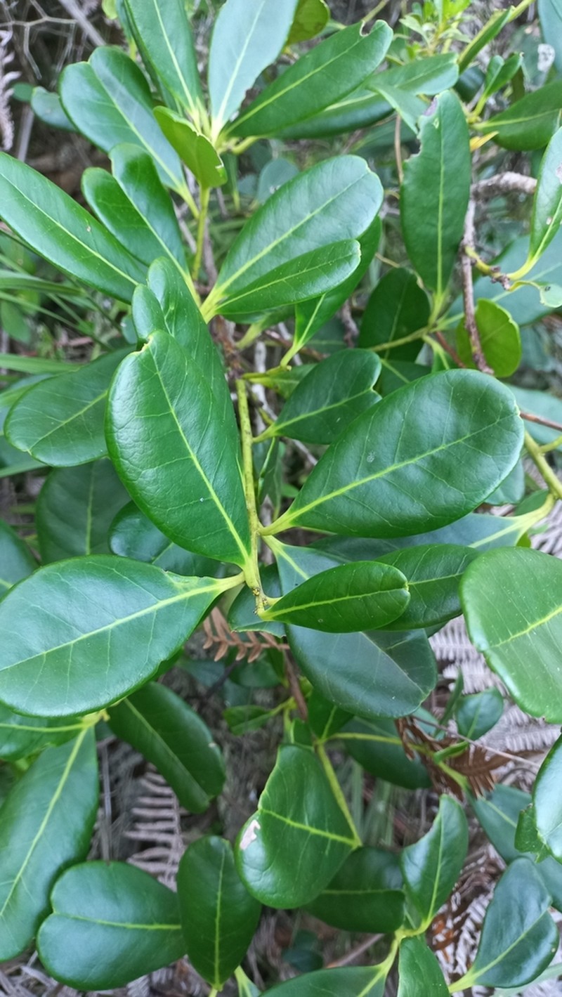 Ilex theezans photo 4