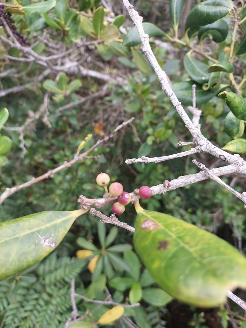 Ilex theezans photo 5