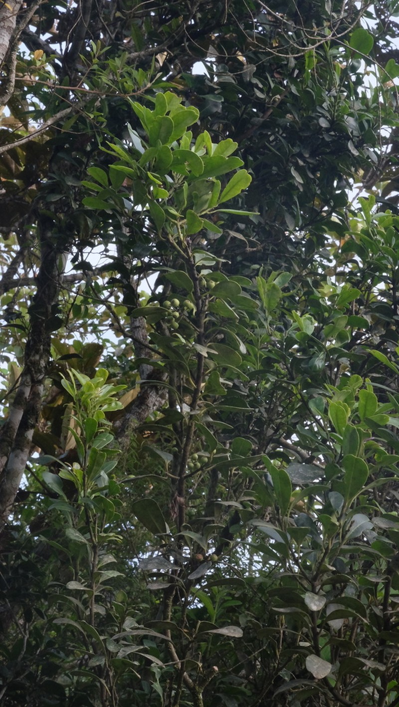 Ilex theezans photo 6
