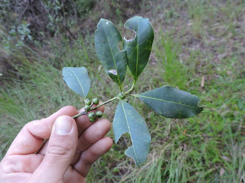 Ilex theezans photo 7