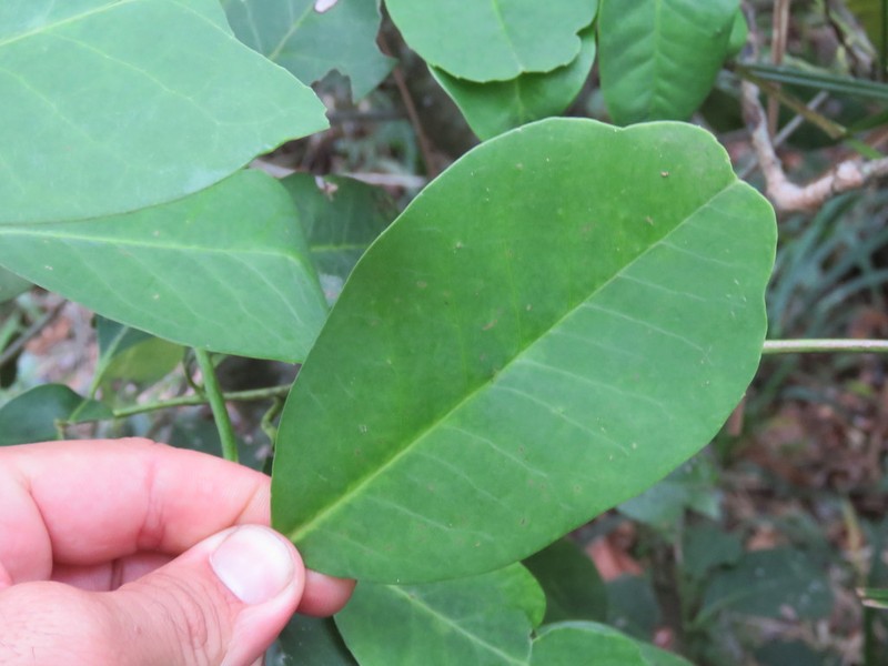Ilex theezans photo 8