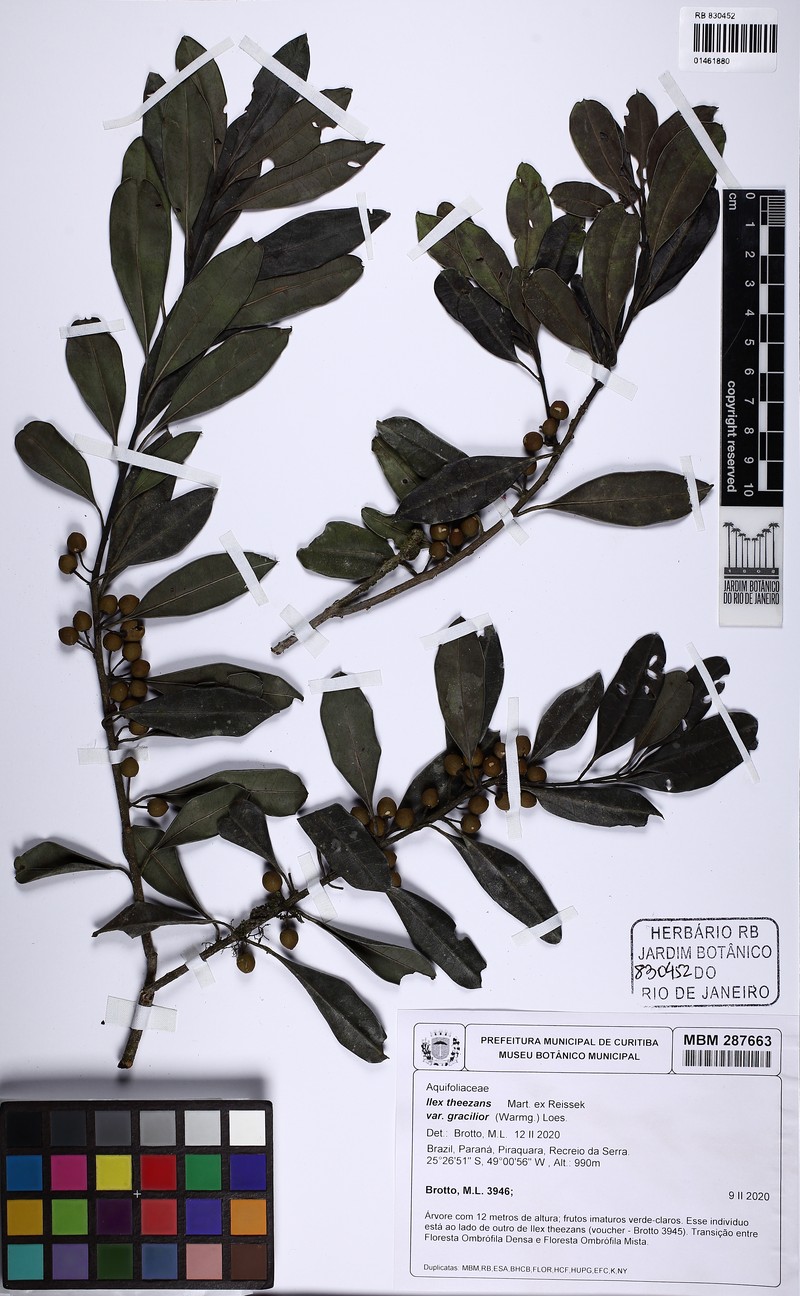 Ilex theezans var. gracilior