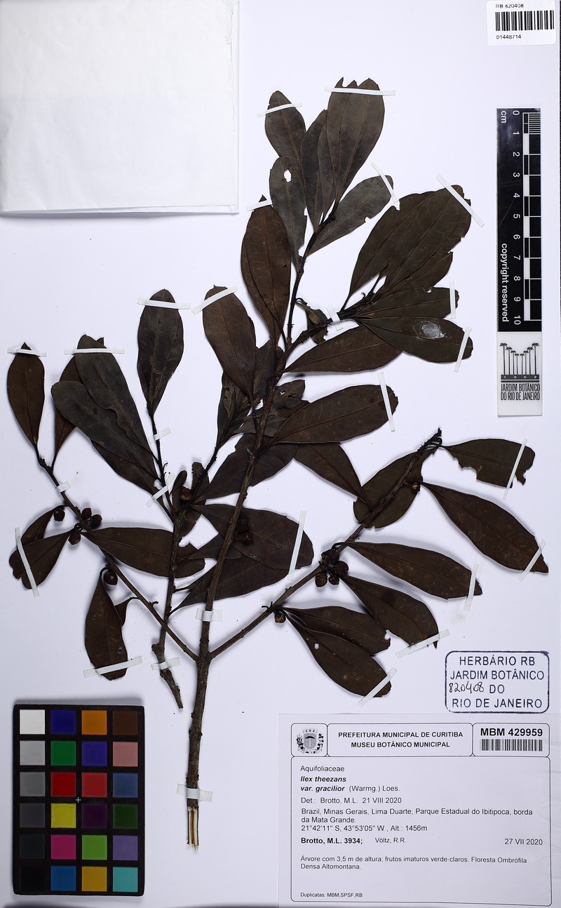 Ilex theezans var. gracilior photo 2