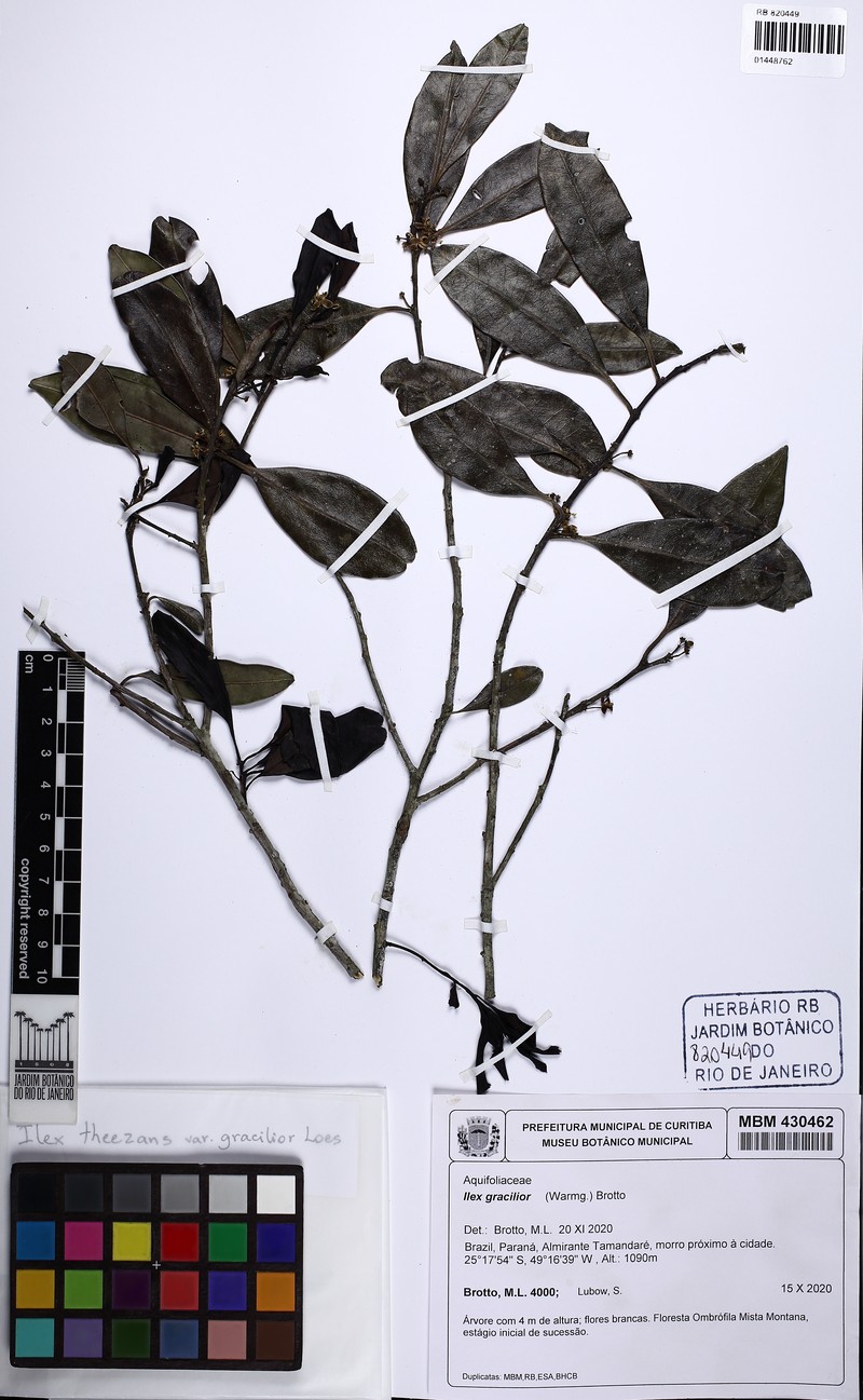 Ilex theezans var. gracilior photo 3
